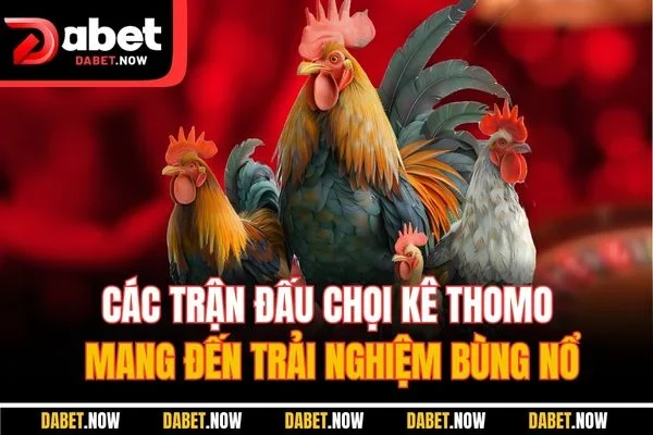 Các trận đấu chọi kê Thomo mang đến trải nghiệm bùng nổ