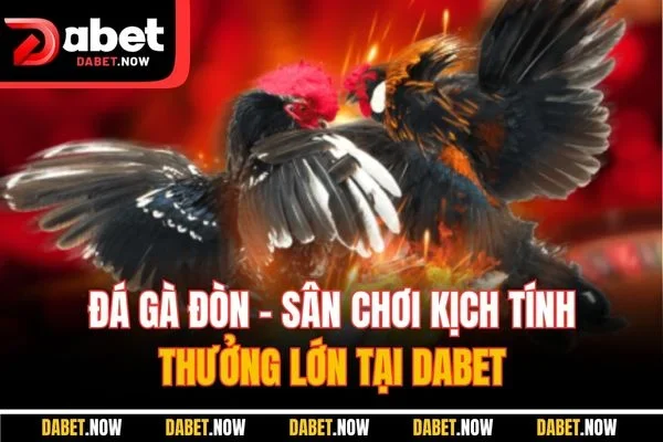 Đá Gà Đòn - Sân Chơi Kịch Tính, Thưởng Lớn Tại DABET