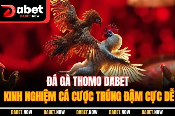 Đá Gà Thomo DABET - Kinh Nghiệm Cá Cược Trúng Đậm Cực Dễ