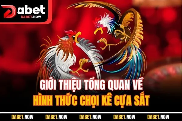 Giới thiệu tổng quan về hình thức chọi kê cựa sắt