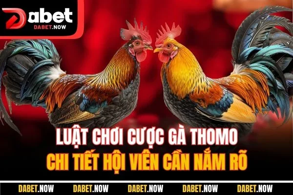 Luật chơi cược gà Thomo chi tiết hội viên cần nắm rõ