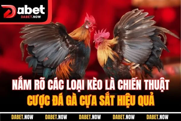 Nắm rõ các loại kèo là chiến thuật cược đá gà cựa sắt hiệu quả