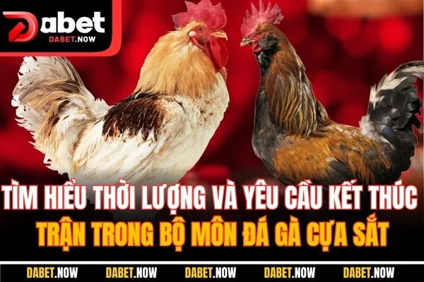Tìm hiểu thời lượng và yêu cầu kết thúc trận trong bộ môn đá gà cựa sắt