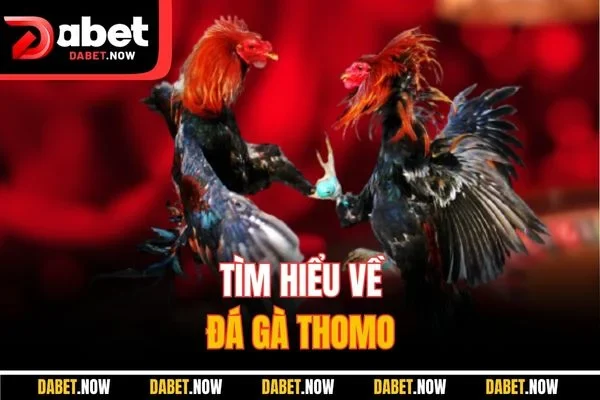 Tìm hiểu về đá gà Thomo